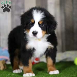 Chuck, Bernese Mountain Dog Puppy
